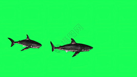 3d 插图绿屏中的鲨鱼背景渲染色度绿色野生动物动物眼睛模型3d游泳牙齿图片