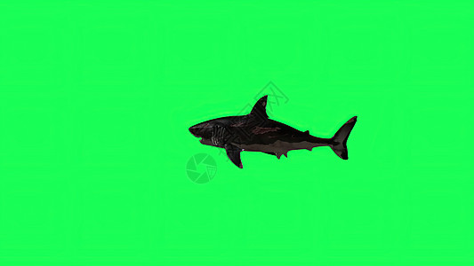 3d 插图绿屏中的鲨鱼背景生物屏幕游泳绿色濒危眼睛3d渲染攻击牙齿图片