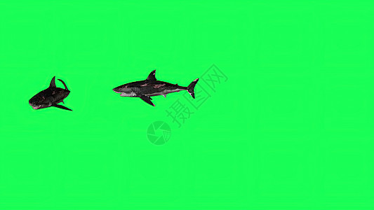 3d 插图绿屏中的鲨鱼背景色度牙齿屏幕渲染生物海洋濒危3d模型游泳图片