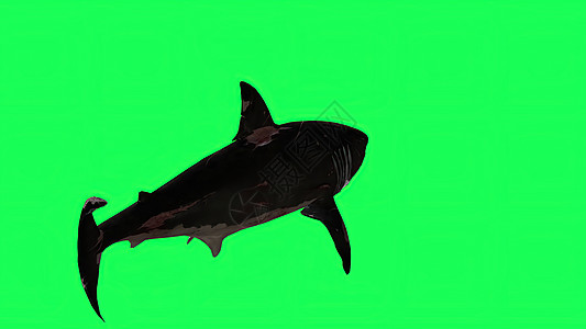 3d 插图绿屏中的鲨鱼背景游泳牙齿屏幕色度动画渲染模型攻击蓝色海洋图片