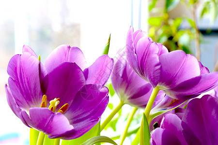 鲜花的紫色郁金香 一束鲜花图片