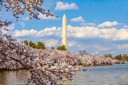美国华盛顿特区樱花节 美国华盛顿哥伦比亚特区季节直流电季节性盆地反射分支机构花朵首都纪念碑树木背景图片