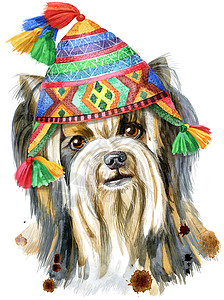 约克郡水彩色肖像 穿Chullo帽子的狗图片