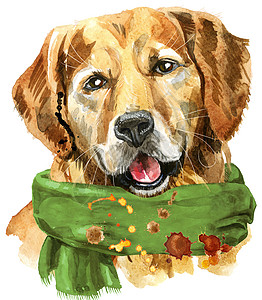 带有绿色疤痕的金毛猎犬水彩肖像图片
