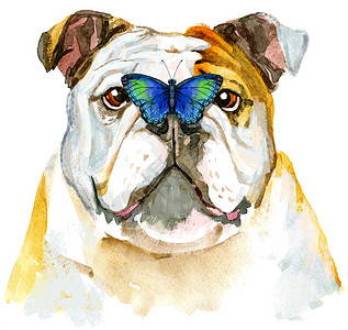 斗牛犬的水彩肖像与它的 nos 上的蝴蝶图片