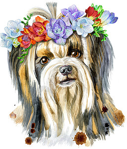 带小苍兰花环的约克夏犬水彩肖像图片