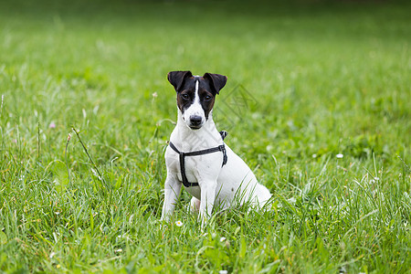 狗狗杰克罗素泰瑞的肖像猎犬纯种狗乐趣动物犬类公园草地白色宠物享受图片
