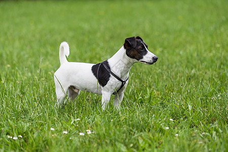狗狗杰克罗素泰瑞的肖像猎犬犬类草地幸福小狗宠物白色公园家畜喜悦图片