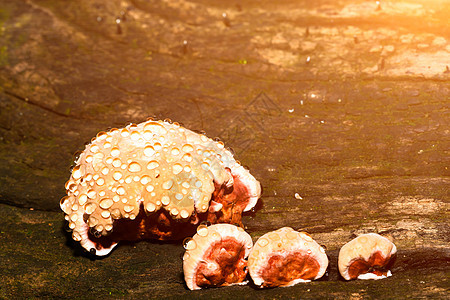 宝宝林吉蘑菇或瑞西蘑菇荒野水滴营养灵芝叶子雨林树干花园食物木头图片
