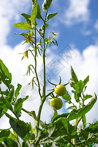 在天空背景的灌木丛中 种植蔬菜在花园里种菜 野生青番茄衬套叶子菜园栽培营养绿色植物农场园艺农业图片