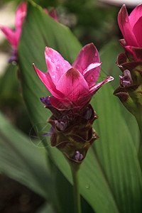 明亮的粉红印地安人惊喜生姜花朵块茎郁金香植物花园热带花卉图片