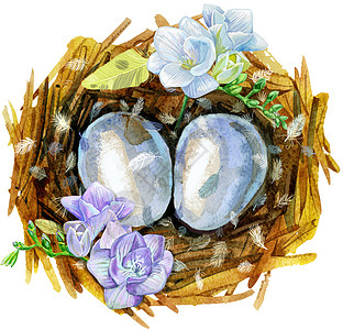 手绘水彩艺术鸟巢与鸡蛋和设计荒野生活绘画季节庆典礼物插图花朵蓝色假期图片