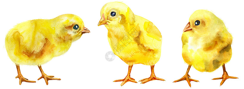 黄色鸡的水彩插图图片