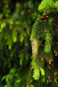 在自然的森林中 树枝上的螺旋圆锥上季节锥体植物学环境绿色植物裸子松果纹理分支机构森林图片