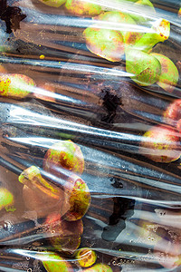 装在大塑料袋的新鲜芒果中批发白色紫色食物营养水果热带饮食塑料背景图片