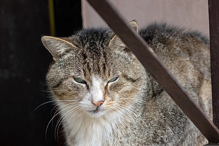 肮脏的灰色流浪猫在围栏边城市小猫毛皮眼睛虎斑隐藏荒野流浪街道栅栏图片