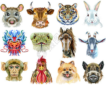 十二生肖动物水彩设计图片