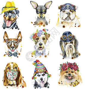 一套装饰狗的水彩色肖像猎犬朋友帽子初洛艺术面具小狗海报伴侣犬类图片