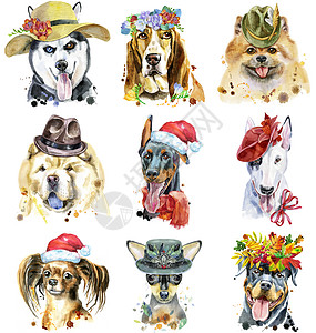 一套装饰狗的水彩色肖像绘画边帽伴侣玩具动物插图哺乳动物艺术朋友水彩图片