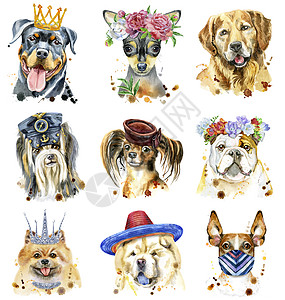 一套装饰狗的水彩色肖像水彩斗牛犬帽子小狗草图边帽猎犬绘画海报犬类图片