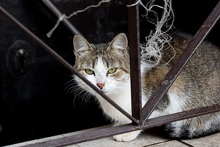 肮脏的灰色流浪猫在围栏边城市哺乳动物小猫成人孤独动物街道流浪眼睛荒野图片