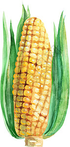 一穗黄色玉米水彩它制作图案图片