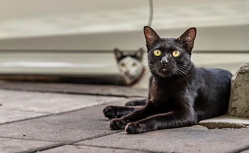 怪异的街头黑猫正坐在人行道上 看着镜头 小心翼翼地看胡须地面动物流浪猫街道毛皮宠物哺乳动物城市猫科图片