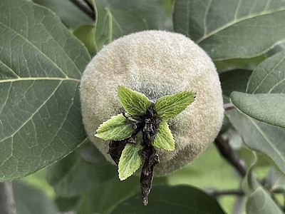 天然的五毛树 有绿叶和果实花园园艺水果叶子果汁植物收成营养团体宏观图片