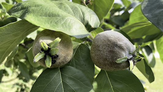 天然的五毛树 有绿叶和果实收成水果花园团体叶子果汁季节营养食物园艺图片