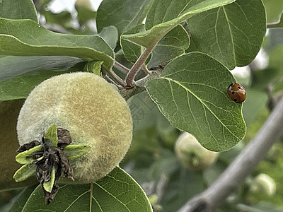 天然的五毛树 有绿叶和果实营养收成食物宏观团体果汁花园植物园艺叶子图片