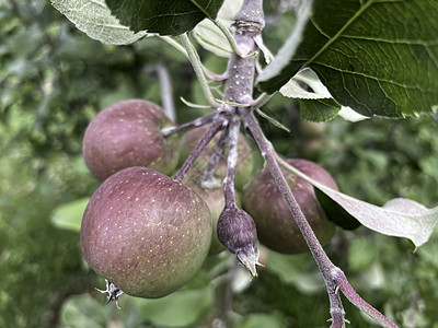 秋冬秋 苹果是不可或缺的 用维生素填满的果实果汁水果叶子食物营养小吃甜点植物季节食品图片