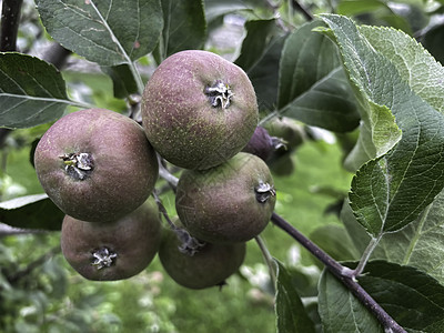 秋冬秋 苹果是不可或缺的 用维生素填满的果实叶子甜点食物季节饮食食品植物小吃宏观收成图片