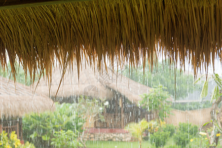 西亚潮雨热带雨树木森林下雨平房热带树叶飓风湿度丛林环境背景