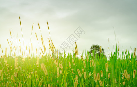 雨季多云的天空中模糊的金色草花 与草花的绿色稻田 水稻种植园 绿色稻田 亚洲的有机水稻农场 室外新鲜空气 自然疗愈图片