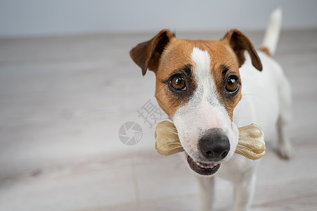 狗嘴里有根骨头 杰克罗塞尔泰瑞吃生化药报酬犬类玩具食物动物宠物小吃营养牙齿鼻子图片