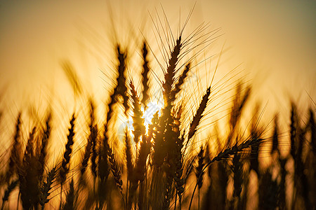 日落时小麦夏季田金子橙子农场太阳食物国家谷物天空晴天农田图片