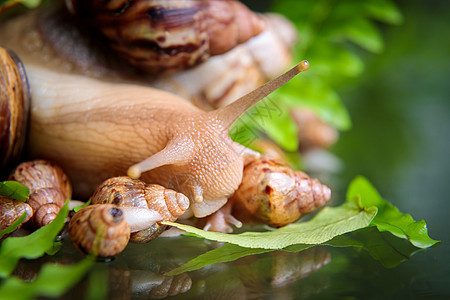 一只长着小蜗牛的大白蜗牛 沿着植物枝条爬来爬去叶子眼睛脊椎动物异国生活运动鼻涕虫螺旋媒体动物图片