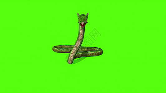 3d 插图绿屏背景上的蛇 Python皇家眼睛绿色镜头黑色地毯宠物攻击动物异国图片