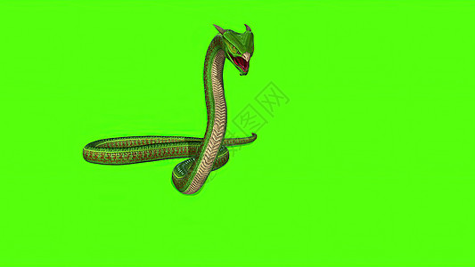 3d 插图绿屏背景上的蛇 Python黑色动物情调镜头攻击白色绿色夹子眼睛屏幕图片