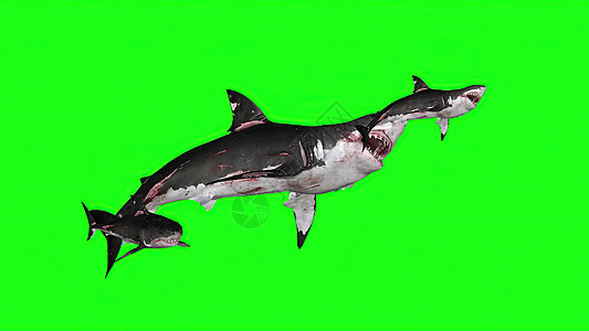 3d 插图绿色背景上的鲨鱼野生动物攻击眼睛濒危屏幕潜水动物色度游泳生物背景图片