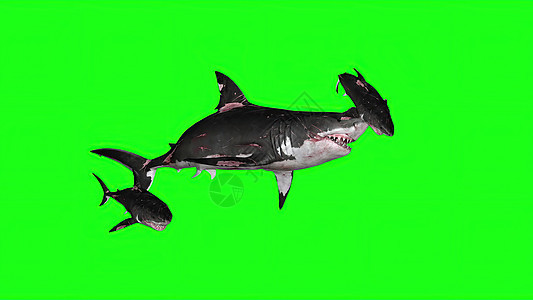 3d 插图绿色背景上的鲨鱼游泳动物野生动物渲染捕食者牙齿海洋潜水生物屏幕背景图片