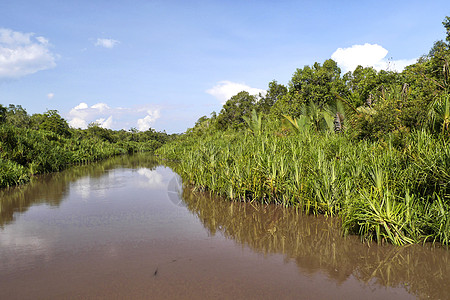 Sekonyer河 婆罗洲国家公园图片