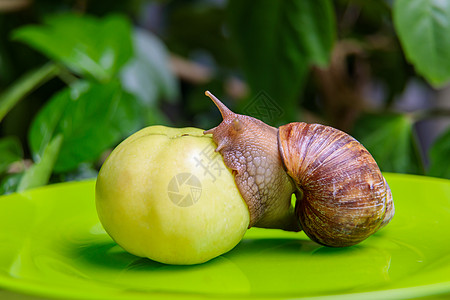 一只大白蜗牛坐在绿苹果上天线生活盘子叶子主题螺旋脊椎动物异国社交喇叭图片