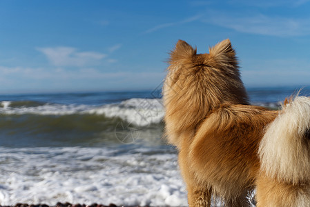棕色毛毛狗在看海浪图片