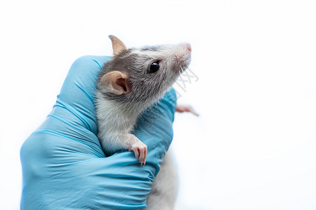一只灰鼠在兽医的预约 一只手戴蓝手套的人拿着一只大老鼠图片