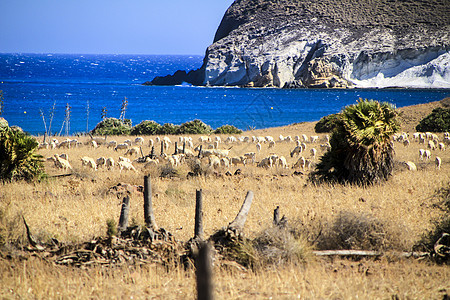 在西班牙南部卡博德加塔的灌木丛中牧羊场景风景海滩卡波太阳环境动物爬坡农场草地图片