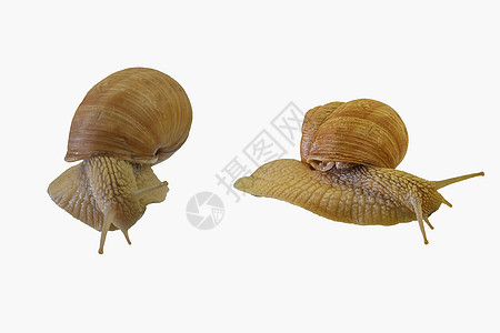 爬行在白色背景上的两只蜗牛 螺旋 pomatia 在白色背景 侧视图和正上方视图上隔离的两只蜗牛 特写图片
