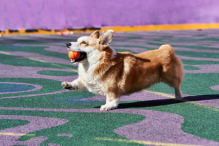 科吉狗在嘴里拿着橙色球玩游戏乐趣朋友快乐晴天冒充公园幸福动物哺乳动物小狗图片