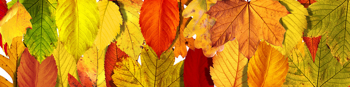 秋天公园落下的多彩明媚的叶子季节风景晴天森林植物南瓜橡木感恩植物群场景图片