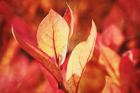 秋天的自然氛围 充满活力的树叶颜色 — 橙红色调的蓝莓丛图片